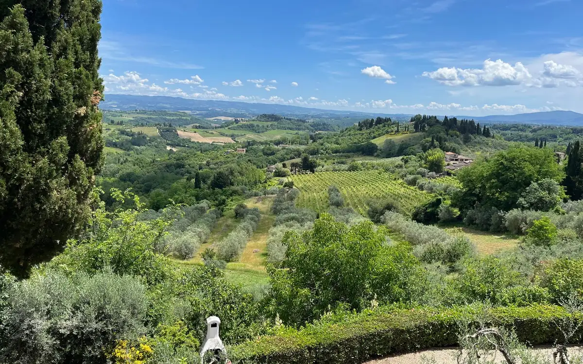 A cypress, olive groves and a vineyard in a green valley below a hedge