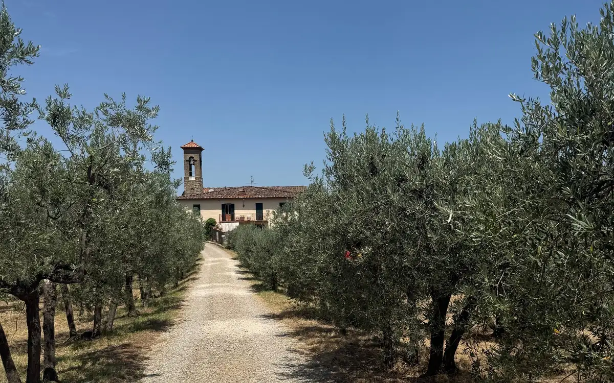 A gravel lane between rows of olive trees, a villa with a bell tower at the end
