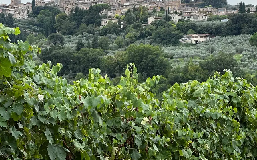 Grapevines in front of a hillside of olive trees and villas