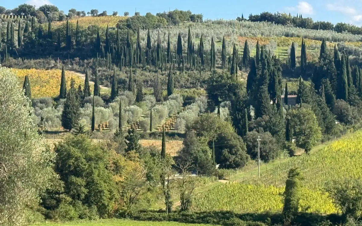 Rows of cypresses, olive trees and vineyards on a Tuscan hillside
