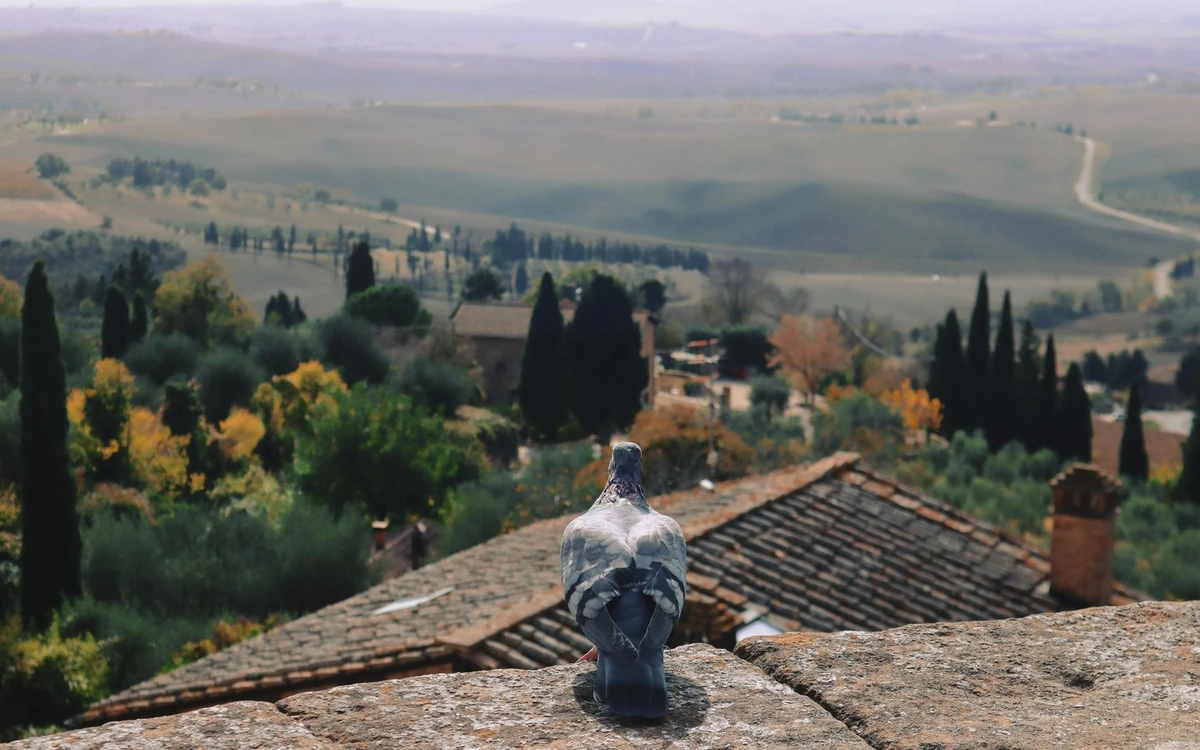 A pigeon on a stone wall above tiled roofs, cypresses and a valley road