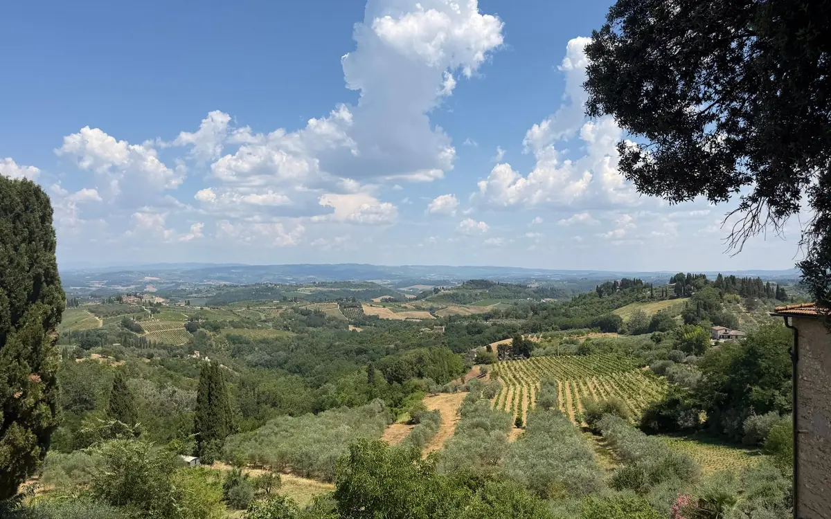 Rows of vines and olive trees rolling to the horizon, a cypress on the left